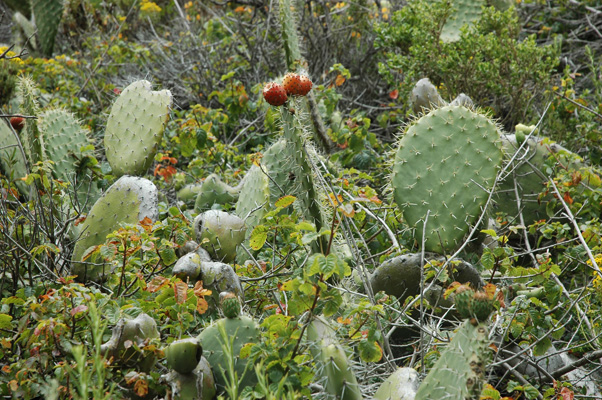 Soberanes Canyon 021.jpg